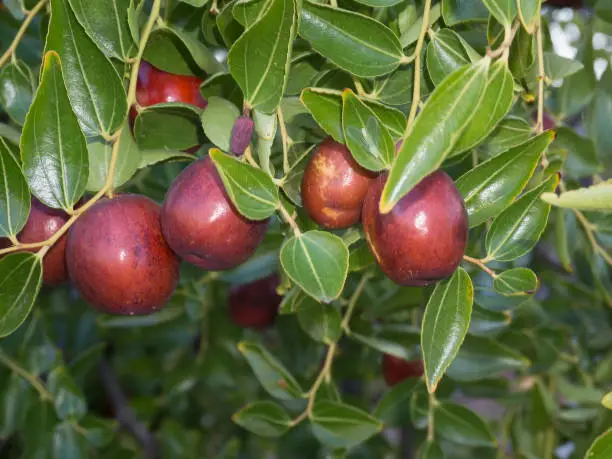 Azofaifo (Ziziphus jujuba) fleshy fruit. Spain