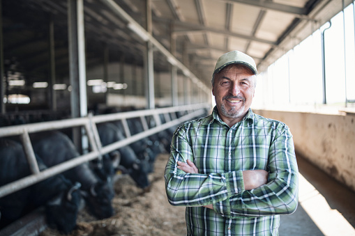 Portrait of senior farmer smiling in buffalo farm