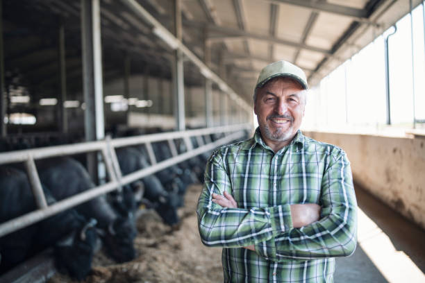 Portrait of senior farmer smiling in buffalo farm stock photo