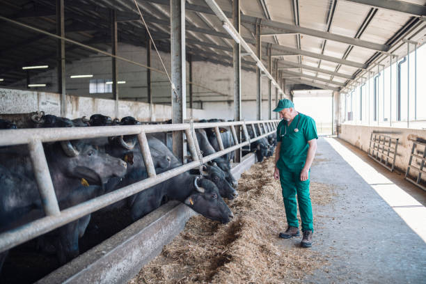 istock Senior vet standing at dairy farm. 1333629137