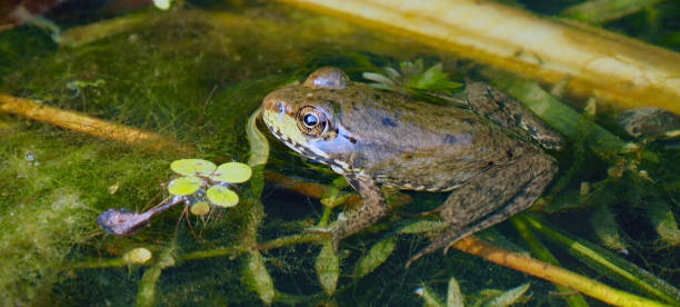 istock Northern Leopard Frog In A Pond 1333629200