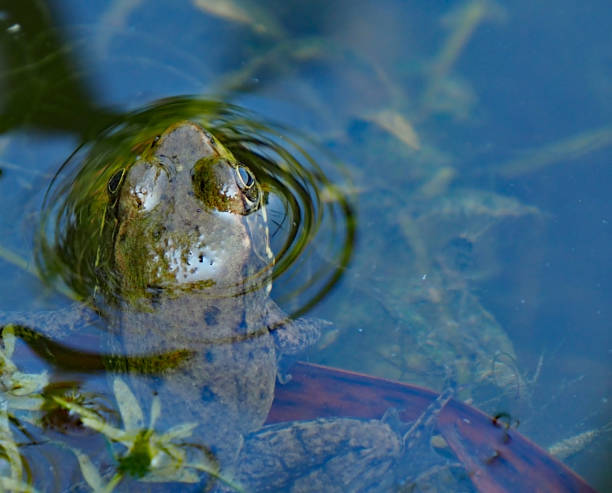 istock Northern Leopard Frog In A Pond 1333629205