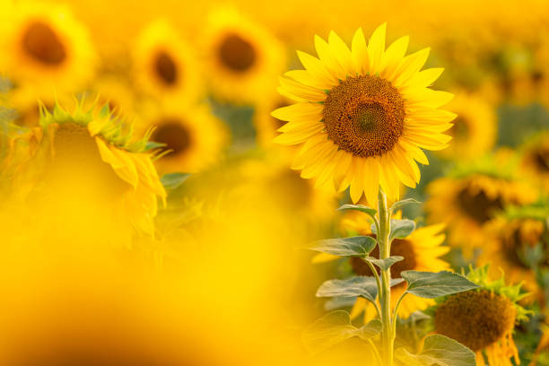 istock Sunflower with blurred light sunshine during the sunset 1333629886