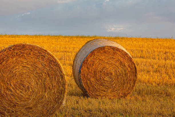 istock Hay ball in a wide rural landscape during the sunset 1333629916