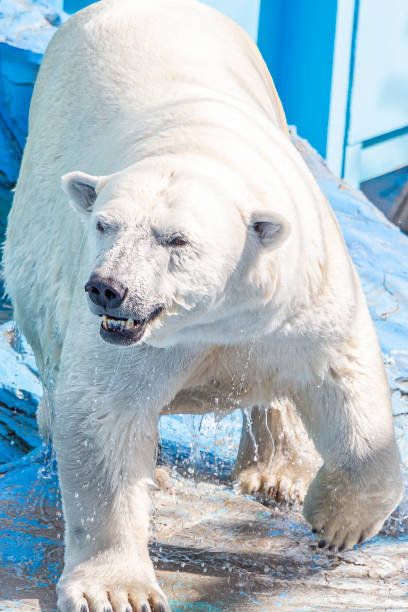 istock Polar bear swims in pool at aviary zoo. Endangered wildlife. 1333629966