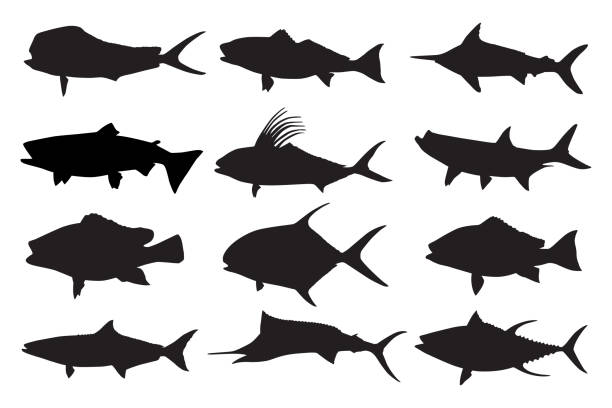 fisch silhouetten - seeforelle stock-grafiken, -clipart, -cartoons und -symbole