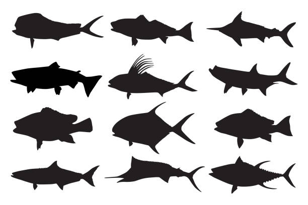피쉬 실루엣 - tuna silhouette fish saltwater fish stock illustrations