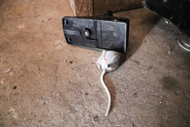 istock A dead mouse caught in a trap on a garage floor 1333631947