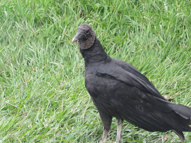 istock An American Black Vulture at Ibirapuera park 1333632022