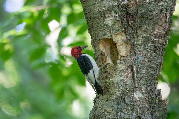 istock Red-headed Woodpecker (Melanerpes  erythrocephalus) in the park 1333632769