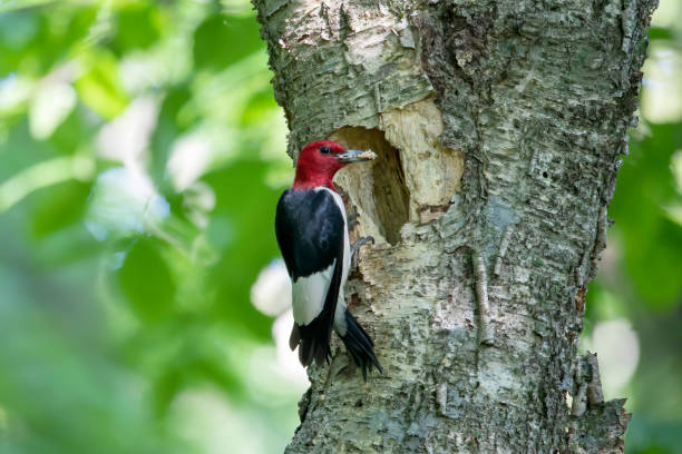 istock Red-headed Woodpecker (Melanerpes  erythrocephalus) in the park 1333632807
