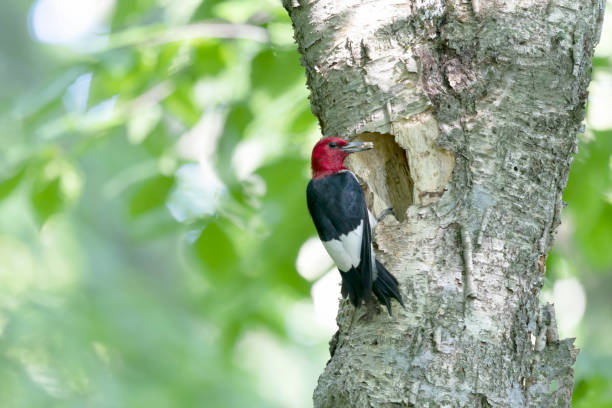 istock Red-headed Woodpecker (Melanerpes  erythrocephalus) in the park 1333632811