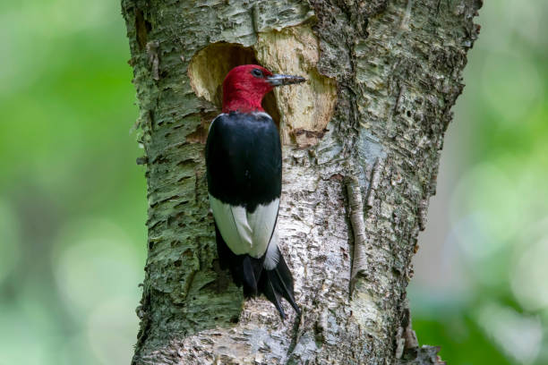 istock Red-headed Woodpecker (Melanerpes  erythrocephalus) in the park 1333632872