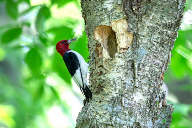 istock Red-headed Woodpecker (Melanerpes  erythrocephalus) in the park 1333632890