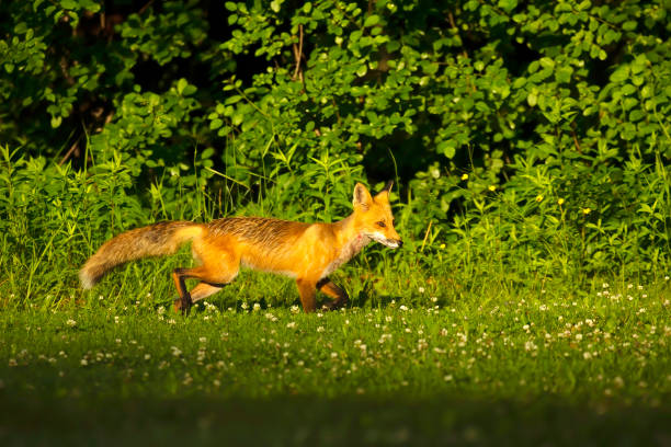 istock The red fox (Vulpes vulpes) in the morning on the hunt 1333632913