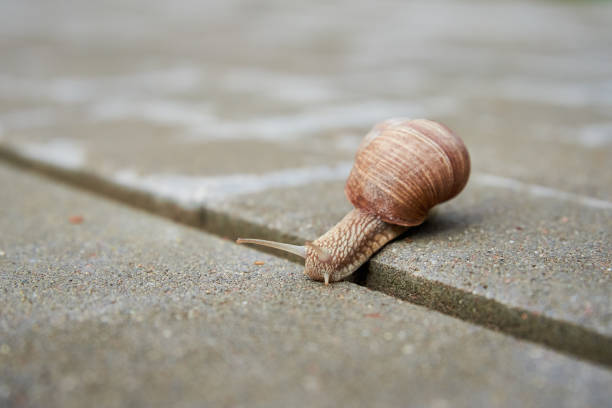 istock Burgundi snail gliding on the asphalt 1333632929