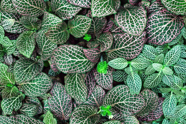 istock Leaves of Fittonia Albivenis with complex geometric pattern 1333634687
