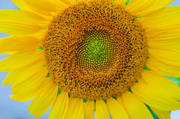 istock sunflower flower close up on blue sky background 1333635716
