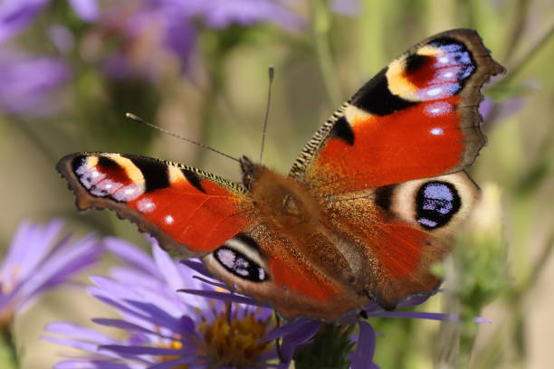 istock Peacock of the day (Aglais io) 1333636108