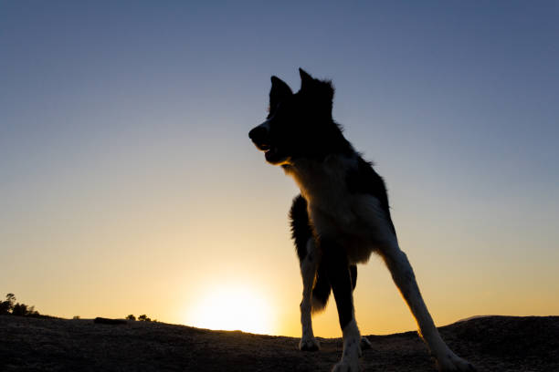 Silhouette of a border collie dog at sunset. Copy space. Selective focus.