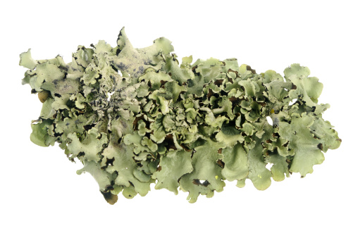 A piece of lichen isolated on white.