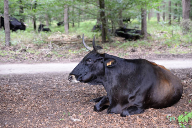 istock Spanish Sayaguesa cattle resting and ruminating in the shade 1333637310
