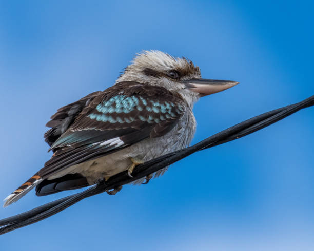 istock Laughing Kookaburra perched on a telephone wire 1333638193