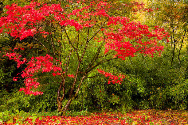 istock Beautiful, red Japanese maple in autumn 1333638261