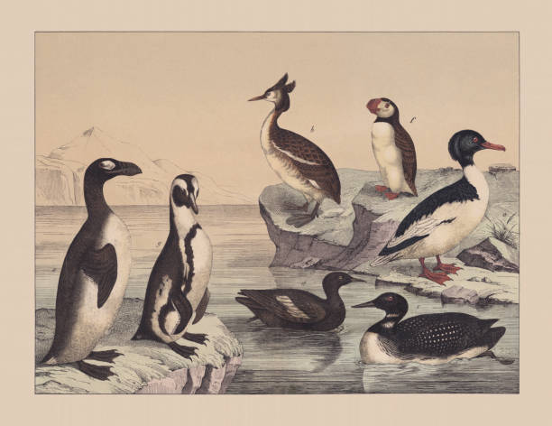 Water birds, hand-colored chromolithograph, published in 1882 Water birds: a) Common merganser (Mergus merganser); b) Great crested grebe (Podiceps cristatus); c) Common loon, or Great Northern Diver (Gavia immer); d) Black guillemot (Cepphus grylle); e) Great auk (Pinguinus impennis, extinct); f) Atlantic puffin (Fratercula arctica); g) Humboldt penguin (Spheniscus humboldti). Hand-colored chromolithograph, published in 1882. great crested grebe stock illustrations