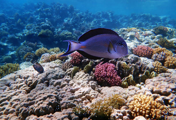 cena subaquática com sohal, o rei dos peixes cirurgiões - acanthurus sohal - beautiful horizontal arabia hurghada - fotografias e filmes do acervo