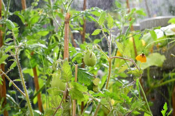 plante de tomate avec des tomates vertes non mûres pendant l’averse de pluie - nature rain crop europe photos et images de collection