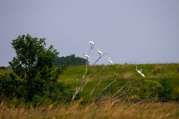 la garceta nevada (egretta thula) es una pequeña garza blanca las garcetas nevadas que se sientan en un árbol en el pantano. - wading bird everglades national park egret fotografías e imágenes de stock