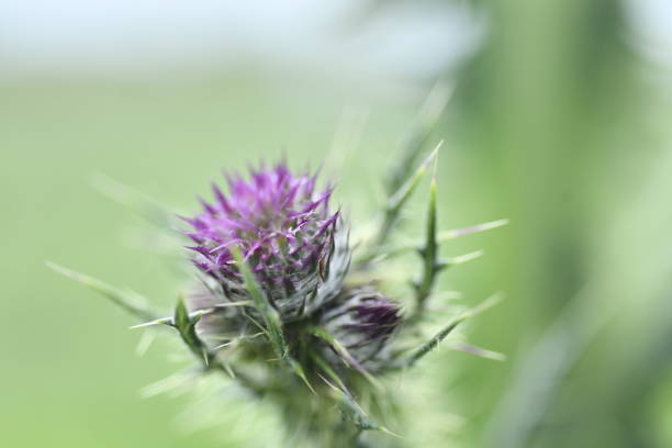 Wild flower of Mexican farm fields