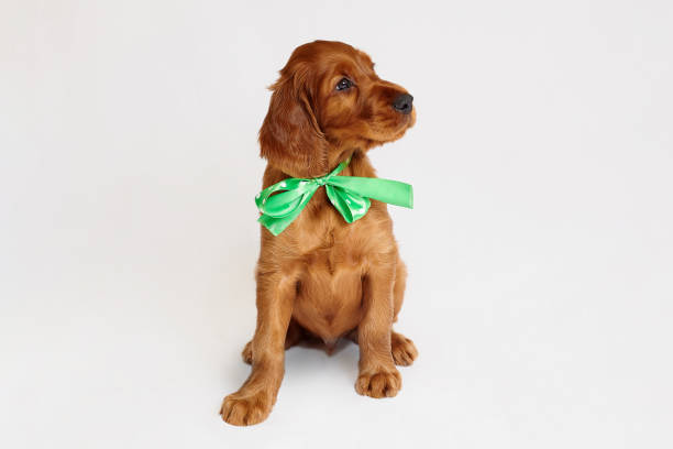 charming Irish setter puppy of brown color on a white background charming Irish setter puppy of brown color on a white background. irish red and white setter stock pictures, royalty-free photos & images