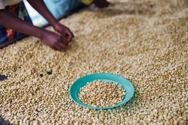 istock African female workers are sorting out coffee beans at washing station 1333643229