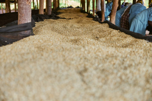 istock African female workers are sorting out coffee beans at washing station 1333643262