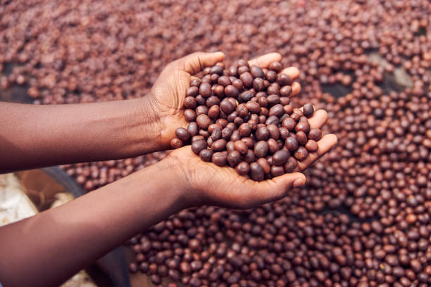 istock african workers are picking out fresh coffee beans at washing station 1333644086