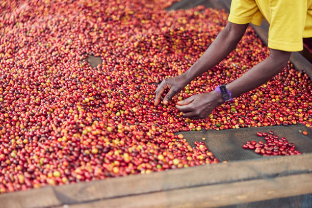 istock african workers are picking out fresh coffee beans at washing station 1333644093
