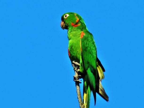 istock White-eyed parakeet - Psittacara leucophtalmus. 1333647122