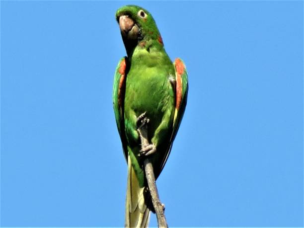 istock White-eyed parakeet - Psittacara leucophtalmus. 1333647128