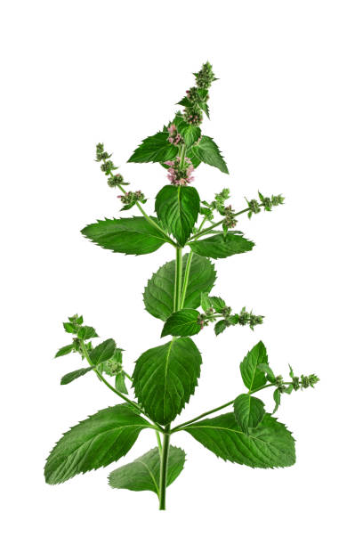 flowering plant of peppermint, isolate on a white background flowering plant of peppermint, isolate on a white background orthosiphon aristatus stock pictures, royalty-free photos & images