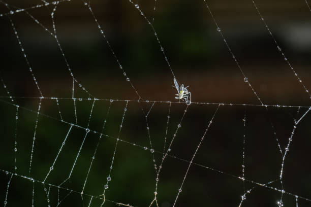 istock Cobwebs with drops after the morning rain. 1333647424