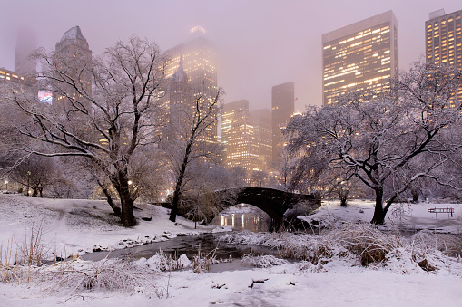 Snow covered trees at night in Central Park, New York City.