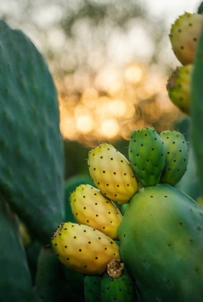 istock Prickly pears (Opuntia ficus-barbarica) with yellow fruits at sunset 1333649244