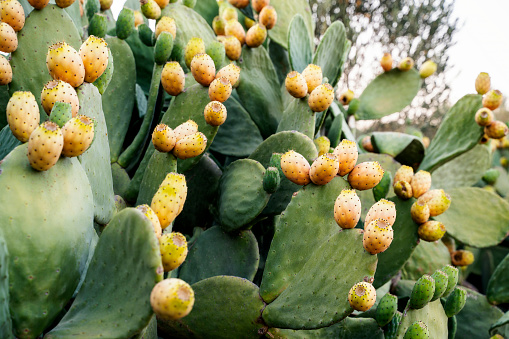 Flowering cactus plants, Yellow flowers of Opuntia polyacantha in Canyonlands National Park, Utha USA