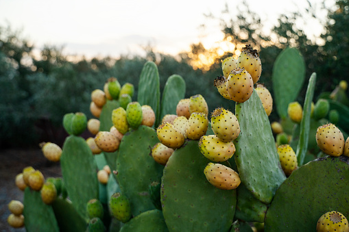 Prickly pears (Opuntia ficus-barbarica) with yellow fruits at sunset