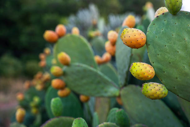 Prickly pears (Opuntia ficus-barbarica) with yellow fruits at sunset