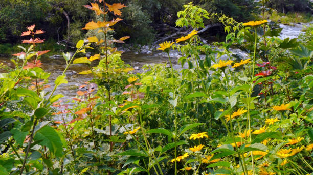 istock Rapids Of The Bonnechere River 1333653191