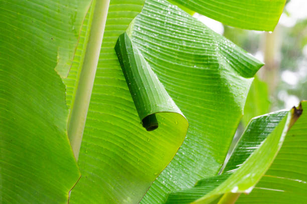 Fresh leaf green banana after rain, water droplets on it