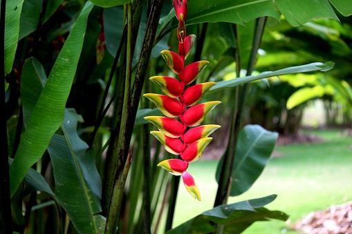 botanical plantae family Heliconiaceae gardening decorative plant heliconia flower